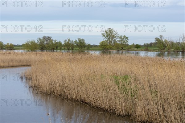 Trees, reeds, water, Elbe, Elbtalaue near Bleckede, Lower Saxony, Germany, Europe