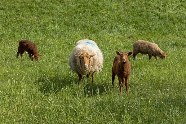 Ewe, lambs, brown, sheep, Elbe dike near Bleckede, Lower Saxony, Germany, Europe