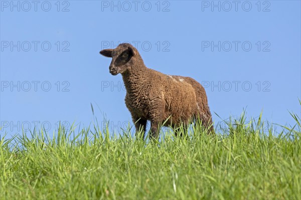 Lamb, brown, sheep, Elbe dyke near Bleckede, Lower Saxony, Germany, Europe