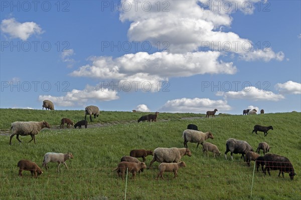 Flock of sheep, sheep, lambs, white, black, brown, Elbe dike near Bleckede, Lower Saxony, Germany, Europe
