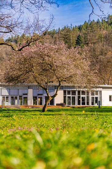 Blossoming cherry tree with modern buildings and blue sky in the background, spring, Calw, Black Forest, Germany, Europe