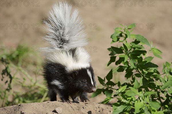 Striped skunk (Mephitis mephitis), juvenile, captive, occurrence in North America