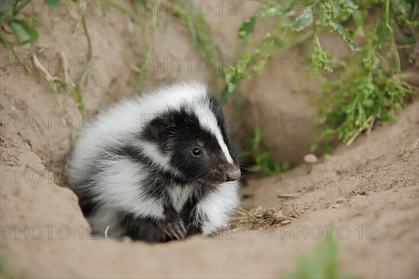 Striped skunk (Mephitis mephitis), juvenile at the burrow, captive, occurrence in North America