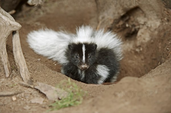 Striped skunk (Mephitis mephitis), juvenile at the burrow, captive, occurrence in North America