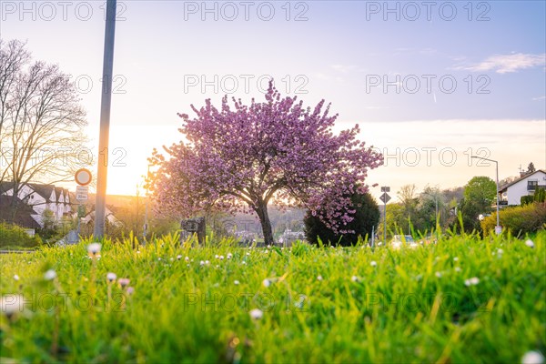 A blossoming tree and a meadow covered with daisies against the backdrop of a picturesque sunset in the suburbs, spring, Calw, Black Forest, Germany, Europe
