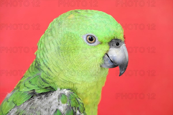 Ometepe Island, Nicaragua, A portrait of a green parrot (Ara ambigua), against a monochrome red background, Central America, Central America