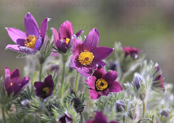 Common pasque flower (Pulsatilla vulgaris), North Rhine-Westphalia, Germany, Europe