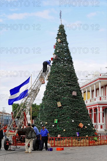 Granada, Nicaragua, People decorating a large outdoor Christmas tree, Central America, Central America