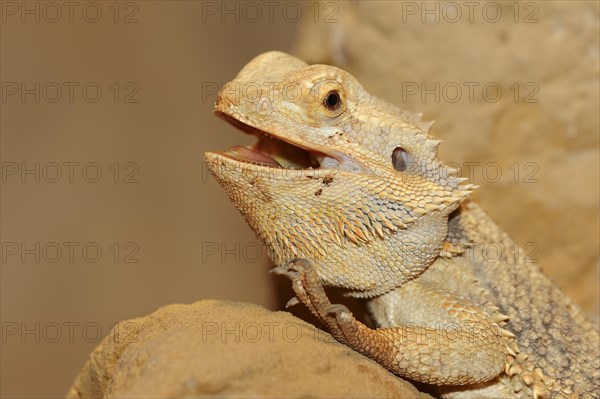 Bearded dragon or striped-headed bearded dragon (Pogona vitticeps, Amphibolurus vitticeps), captive, occurrence in Australia