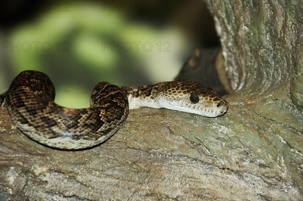 Cuban slender boa or Cuban slender boa (Epicrates angulifer), captive, occurrence in Cuba