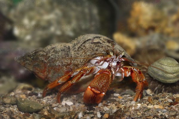 Common hermit crab (Pagurus bernhardus, Eupagurus bernhardus), underwater, captive, North Rhine-Westphalia, Germany, Europe