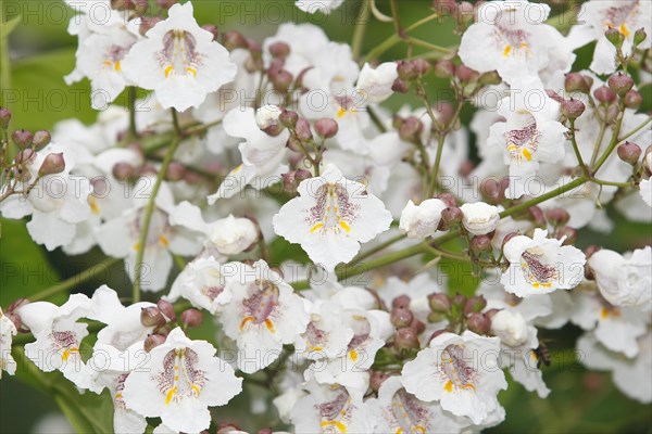 Southern catalpa (Catalpa bignonioides), cigar tree and Indian bean tree