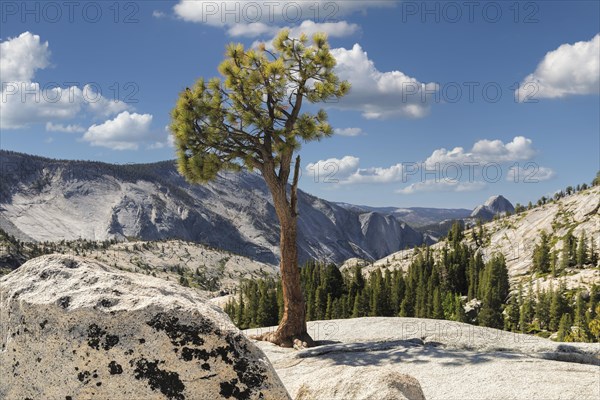 View from Olmsted Point to Half Dome, Yosemite National Park, California, United States, USA, Yosemite National Park, California, USA, North America