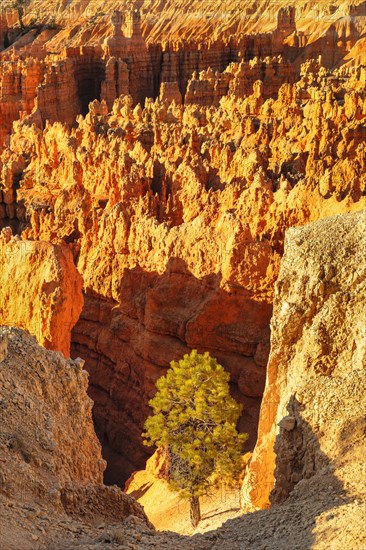 Bryce Amphitheatre at sunrise, Bryce Canyon National Park, Colorado Plateau, Utah, United States, USA, Bryce Canyon, Utah, USA, North America