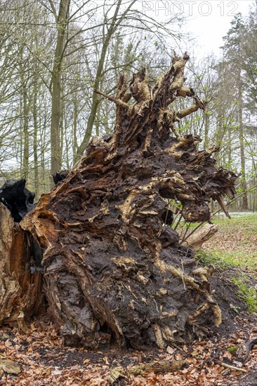 Root from a fallen tree in the castle park, Ludwigslust, Mecklenburg-Vorpommern, Germany, Europe