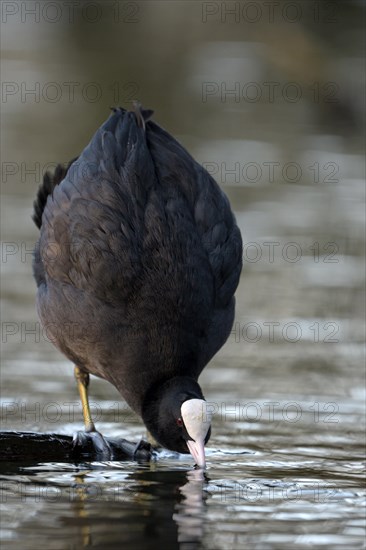 Eurasian Coot rail, coot (Fulica atra), adult bird, territorial behaviour, courtship display, Oberhausen, Ruhr area, North Rhine-Westphalia, Germany, Europe