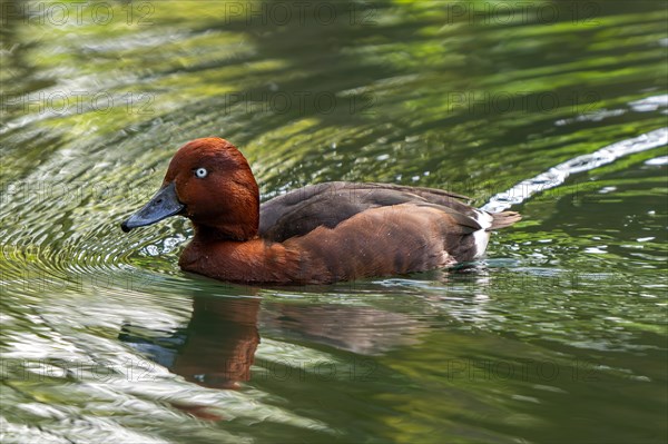 Ferruginous duck, ferruginous pochard, common white-eye, white-eyed pochard (Aythya nyroca) male swimming in pond. Captive