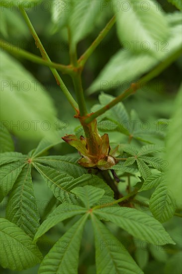 Development process of the horse chestnut (Aesculus hippocastanum) in spring, chestnut, chestnut tree, April, Schwaebisch Hall, Kochertal, Kocher, Hohenlohe, Heilbronn-Franken, Baden-Wuerttemberg, Germany, Europe