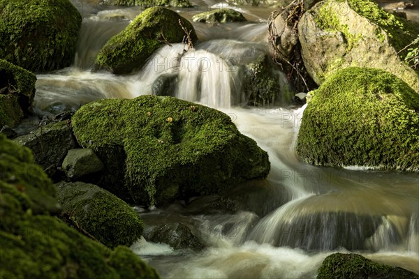 Mountain stream in the forest with mossy basalt rocks, blocks of basalt in the stream bed, Tertiary volcano, flowing water, motion blur, Krummbach, Vogelsberg Volcanic Region nature park Park, Nidda, Wetterau, Hesse, Germany, Europe