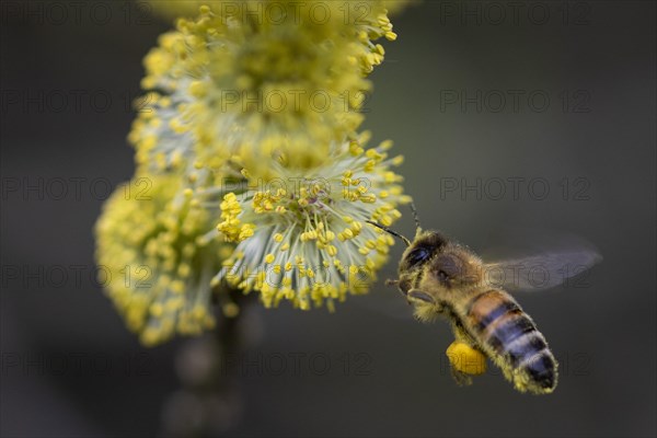 A honeybee collects pollen from a willow in the Hohe Ward nature reserve in Muenster, 08/04/2024