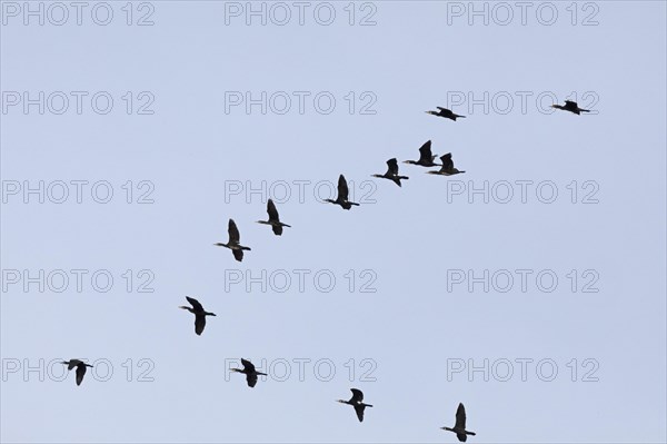 Flying cormorants, flock, Elbtalaue near Bleckede, Lower Saxony, Germany, Europe