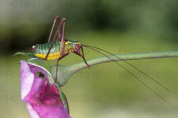 Southern saw-tailed bush-cricket (Barbitistes obtusus), Valais, Switzerland, Europe