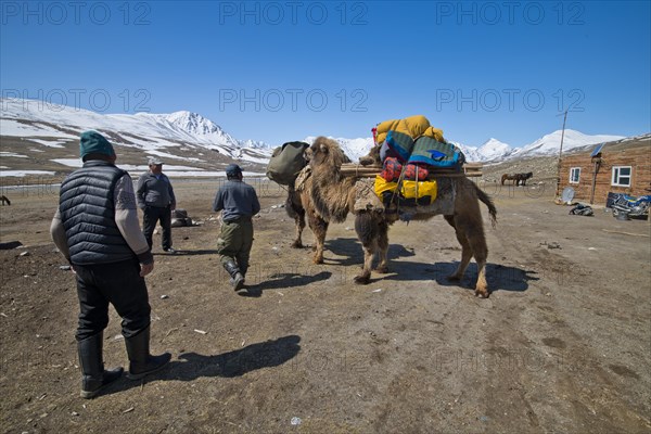 Start of an expedition with two camels to transport luggage in front of mountain peaks in the snow-covered Tavan Bogd National Park, Mongolian Altai Mountains, Western Mongolia, Mongolia, Asia