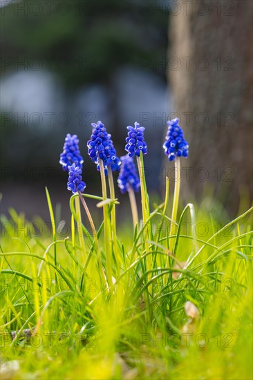 Macro photograph of grape hyacinths blooming in fresh spring grass, spring, Calw, Black Forest, Germany, Europe