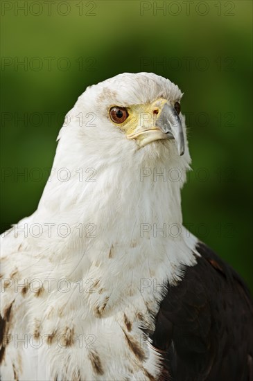 African fish eagle (Haliaeetus vocifer), portrait, captive, occurrence in Africa