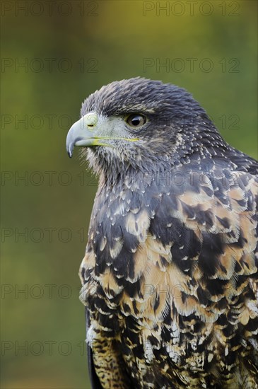 Andean buzzard or black-chested buzzard-eagle (Geranoaetus melanoleucus), immature, portrait, captive, occurring in South America