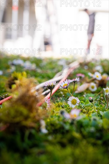 Close-up of cables amidst grass and flowers in nature, solar systems construction, craft, Muehlacker, Enzkreis, Germany, Europe
