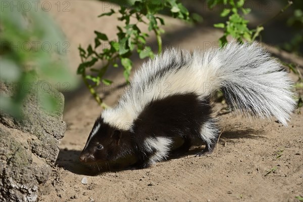 Striped skunk (Mephitis mephitis), juvenile, captive, occurrence in North America