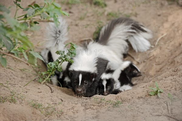 Striped skunk (Mephitis mephitis), female with young at the burrow, captive, occurrence in North America
