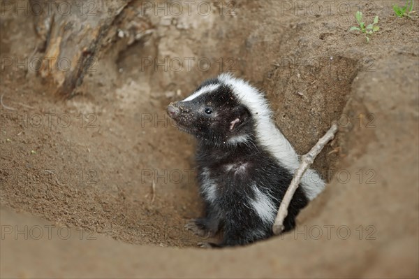 Striped skunk (Mephitis mephitis), juvenile at the burrow, captive, occurrence in North America