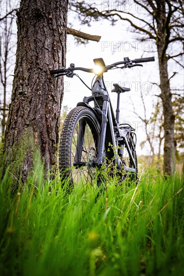 A mountain bike leaning against a tree in the golden evening light, spring, e-bike forest bike, Gechingen, Black Forest, Germany, Europe