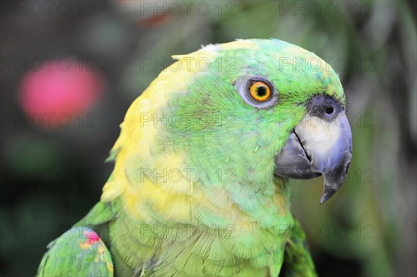 Ometepe Island, Nicaragua, portrait of a green parrot (Ara ambigua), with yellow accents in the plumage, Central America, Central America
