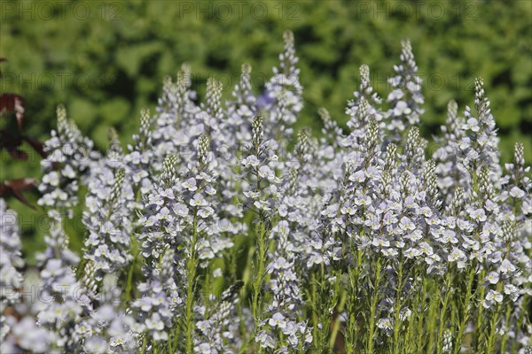 Gentian speedwell, gentian speedwell (Veronica gentianoides) North Rhine-Westphalia, Germany, Europe