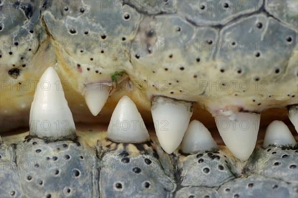 Nile crocodile (Crocodylus niloticus), teeth, captive, occurring in Africa