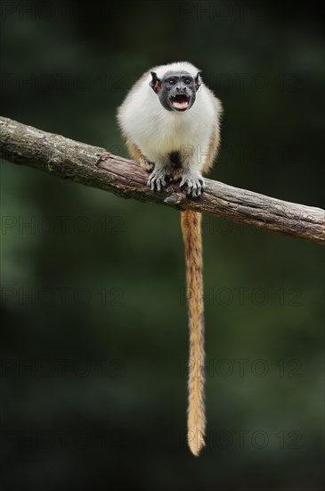 Mantled monkey or bicoloured tamarin (Saguinus bicolor) calling, captive, occurrence in Brazil