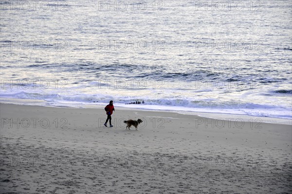 Beach at Dikjen Deel, person walking with dog along the beach next to the sea, Sylt, North Frisian Island, Schleswig-Holstein, Germany, Europe