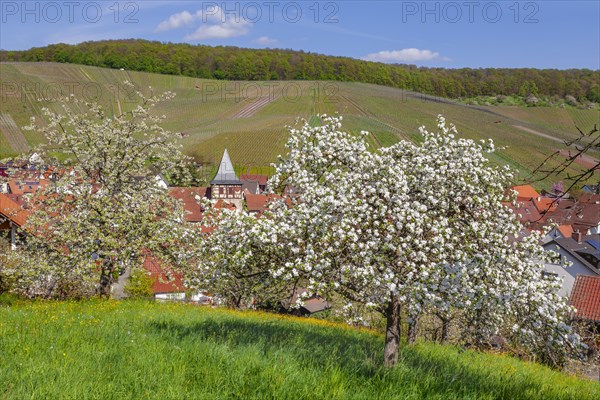 Struempfelbach, Weinstadt, Rems Murr Kreis, Baden- Wuerttemberg, Germany, Struempfelbach, Baden-Wuerttemberg, Germany, Europe