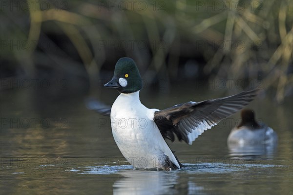 Common goldeneye (Bucephala clangula), pair, drake in mating plumage, flapping its wings, female in the background, Oberhausen, Ruhr area, North Rhine-Westphalia, Germany, Europe