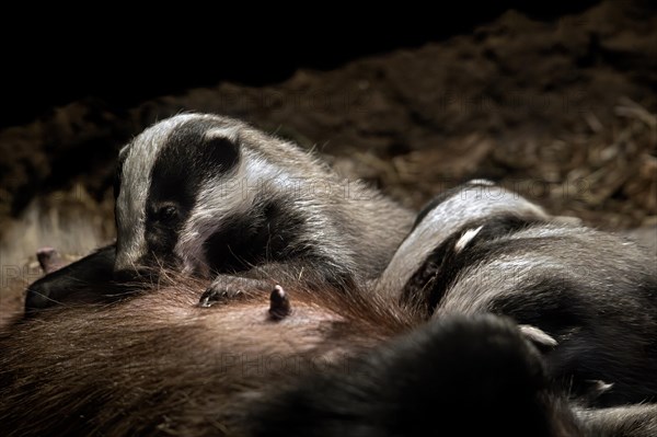 European badger sow, female (Meles meles) suckling litter of cubs in underground chamber of badger sett in spring. Captive