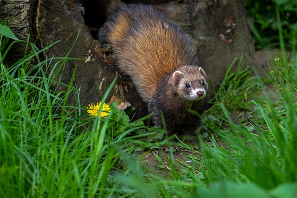 Hunting European polecat (Mustela putorius) leaving hollow tree trunk in search for mice and rodents in forest. Captive
