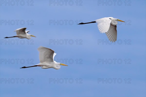 Three great white egrets, great egret (Ardea alba) in non-breeding plumage flying against blue sky in early spring
