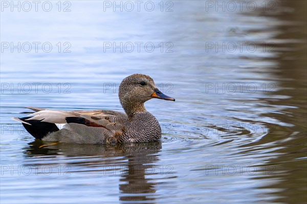 Gadwall (Mareca strepera) male swimming in pond