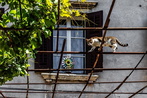 Alstadtgasse with climbing cat, harbour town Koper on the Adriatic coast, Slovenia, Koper, Slovenia, Europe