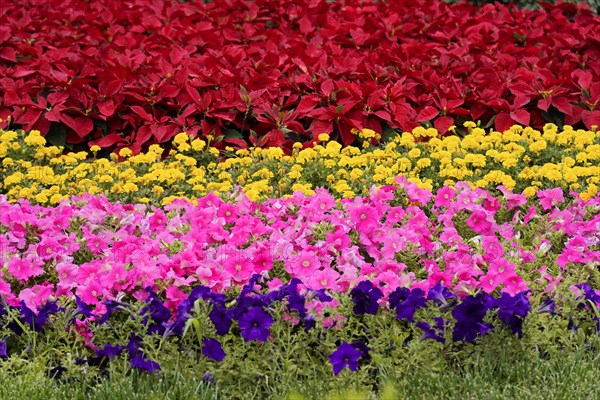 China, Beijing, Forbidden City, UNESCO World Heritage Site, close-up of a magnificent flower bed with red, yellow and purple blossoms, Asia