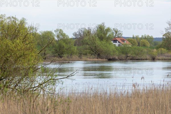 Trees, reeds, water, Elbe, half-timbered house, Elbtalaue near Bleckede, Lower Saxony, Germany, Europe