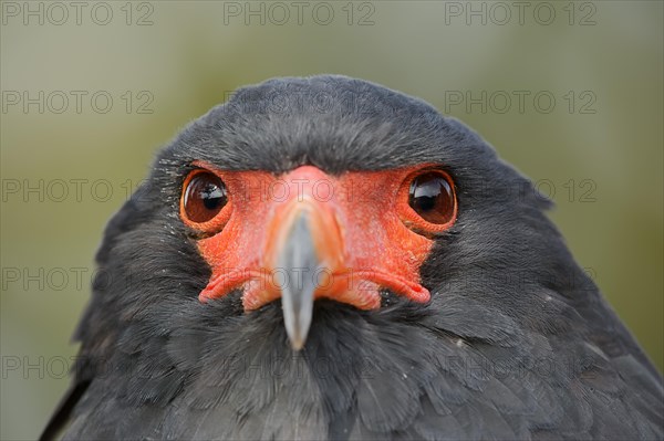 Bateleur (Terathopius ecaudatus), portrait, captive, occurrence in Africa